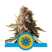 Euphoria CBD Cannabidiol - Royal Queen Seeds - RQS