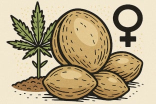 Feminized Cannabis Seeds - the Guide