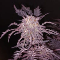 Frosty Purple Freak von Khalifa – Outdoor Canna Wiki