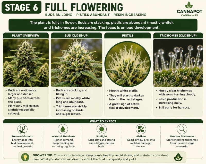 stage 6 - full flowering of the marihuana plants