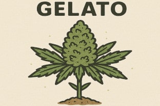 Gelato – top terpenes in the Cannapot Wiki