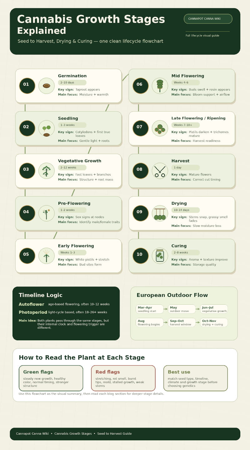 cannabis growth stages - explained - canna wiki