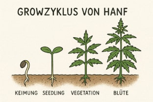 marijuana growth cycle