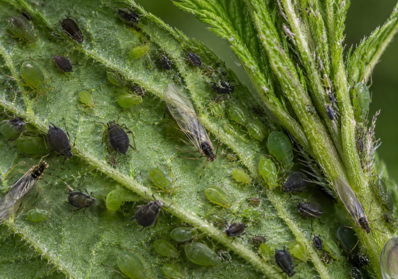 Green black and winged aphids on cannabis