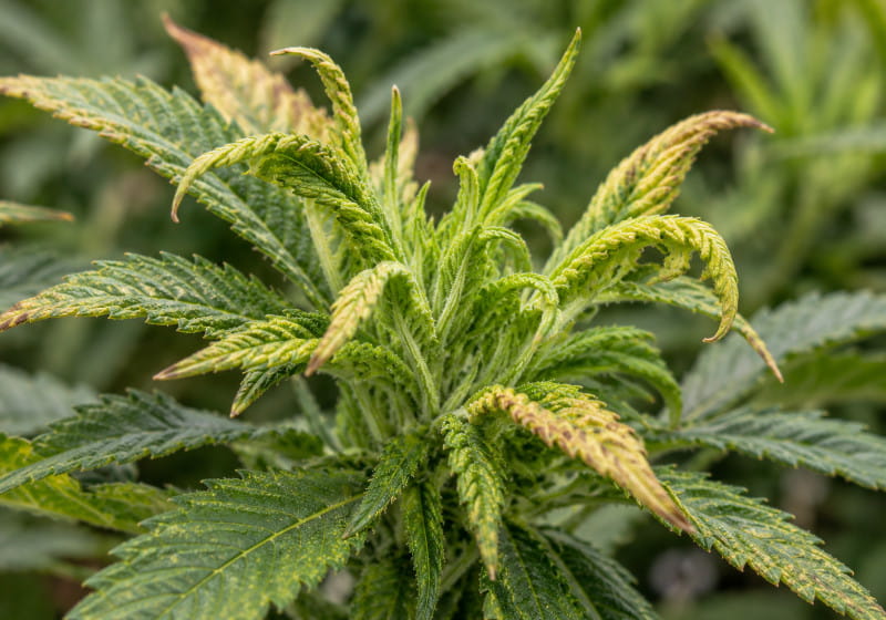 Jeunes pousses de cannabis présentant des symptômes possibles d’acariens roussâtres du chanvre comme l’enroulement des feuilles et le bronzage