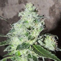 Variété Headbanger de Karma - Canna Wiki