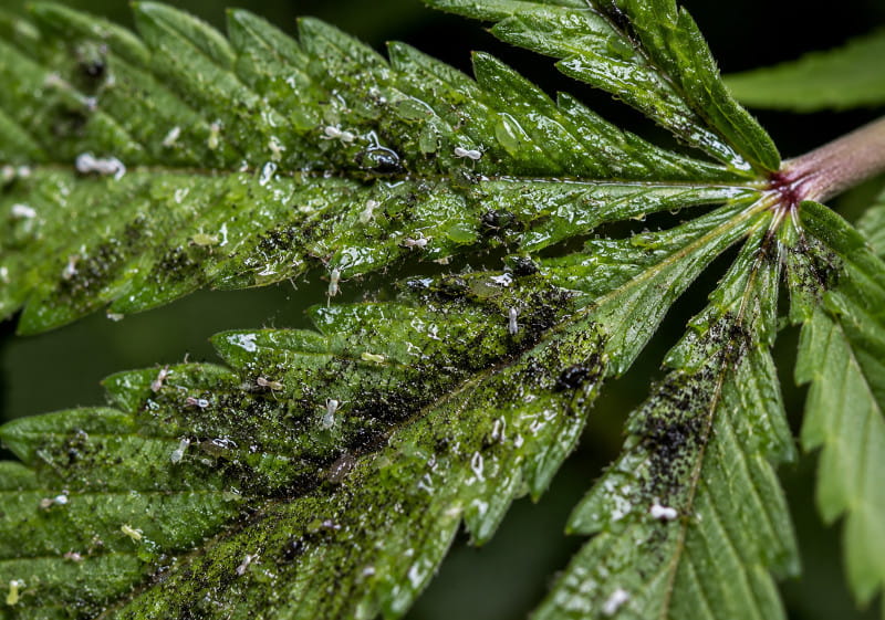 Honeydew and sticky cannabis leaves caused by aphids