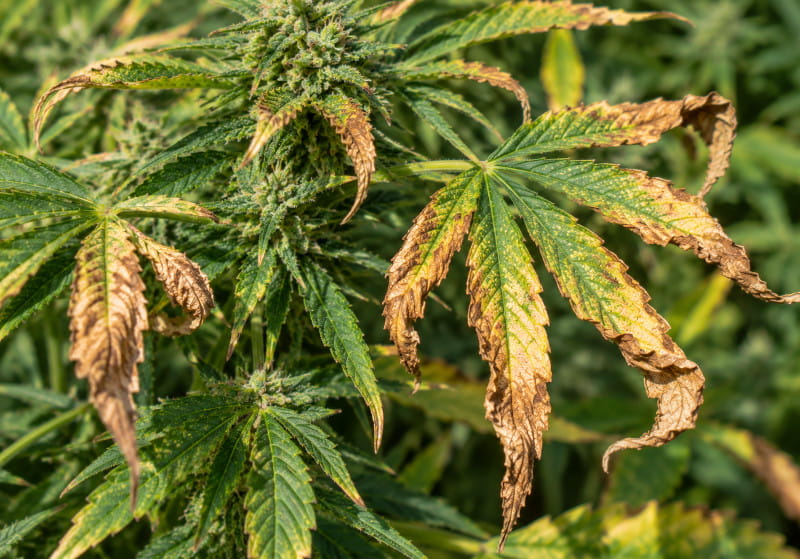 Hojas de cannabis con necrosis marrones intensas en los bordes, amarilleamiento y puntas enrolladas