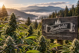 Humboldt Seed Company: History & Pheno Hunts
