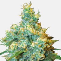 Jack Herer – die Top-Hybride von Sensi Seeds – Canna Wiki