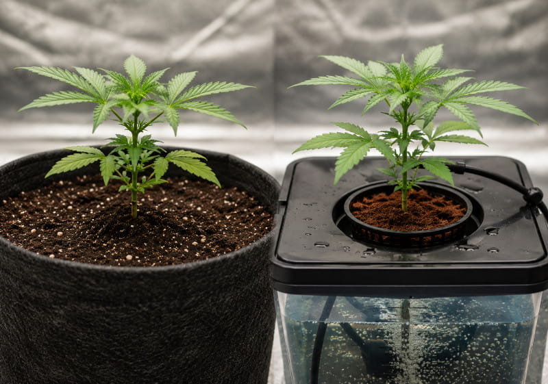 Cannabis düngen in Erde und Kokos im Vergleich
