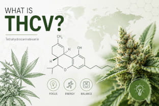 Was ist THCV? Wirkung, Bedeutung - Unterschiede zu THC