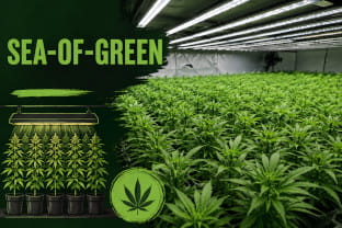 Sea of Green bei Cannabis: planen und richtig anwenden