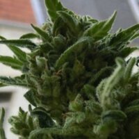 KC33 – klassische niederländische Outdoor-Sorte von KC Brains – Canna Wiki