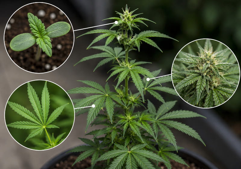 Keimblatt - Fächerblatt - Zuckerblatt: so sehen die Blätter bei Cannabis aus