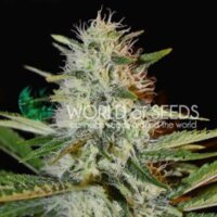 Kilimanjaro: la sativa sudafricana del criador World of Seeds