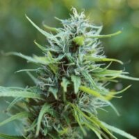 Kona Gold: la variedad tradicional hawaiana de Hyp3rids