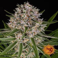 lemon haze automatic - Barneys Farm Seeds - Cannapot - Canna Wiki
