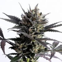 Lemon Haze Automatic - high THC by Kannabia Seeds