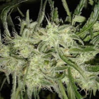 Lemon Haze OG Automatic - Nirvana Seeds - Cannapot Canna Wiki