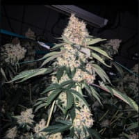 Lemon Whhip Haze IBL - Ethos Genetics - best source for Lemon Haze