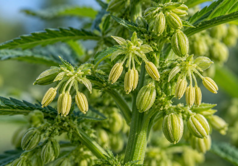 Flores masculinas de cannabis abiertas con anteras visibles