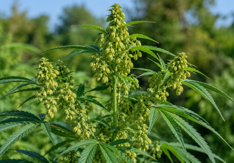 Planta de cannabis macho con inflorescencias ramificadas y numerosos sacos de polen