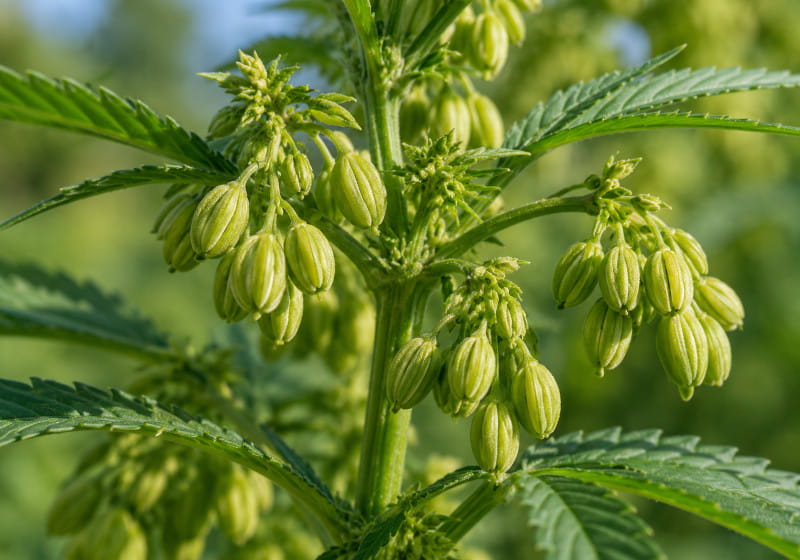 Primer plano de sacos de polen inmaduros en una planta de cannabis macho