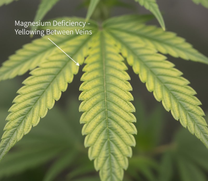 Deficiencia de magnesio en las plantas: fácil de detectar