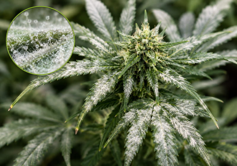 Mehltau auf einer Cannabispflanze
