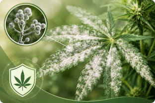 Mehltau bei Cannabis: Ursachen erkennen & vorbeugen
