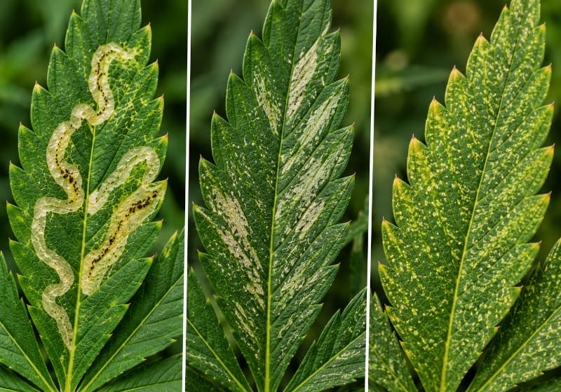 Comparaison schématique des dégâts foliaires : galeries de mineuses à l’intérieur des feuilles, traces argentées de thrips et petites taches causées par les acariens tétranyques