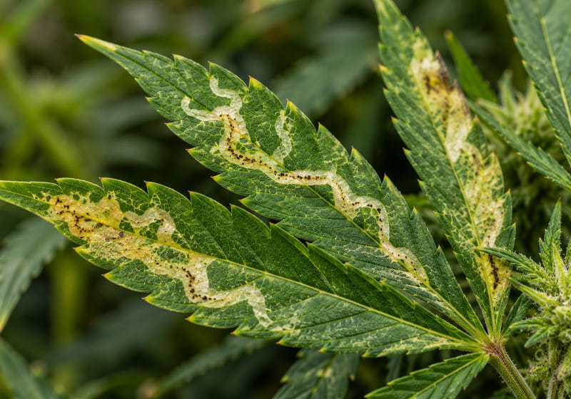 Illustration d’une feuille de cannabis avec des galeries claires et sinueuses et quelques traces sombres d’excréments