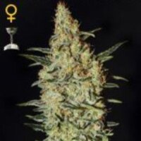 Nevilles Haze: la magnífica variedad original creada por Shantibaba