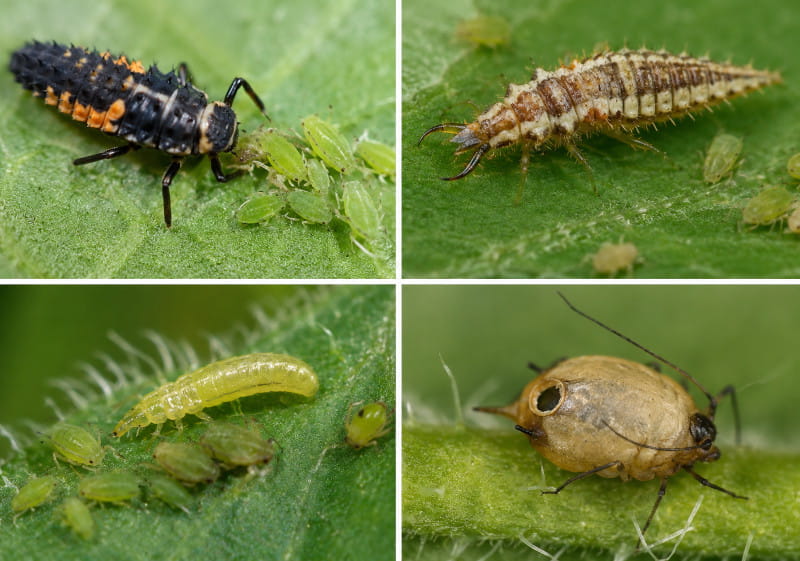 Beneficial insects against aphids on cannabis