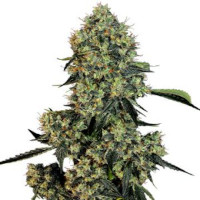 OG Kush - White Lable Seeds by Sensi