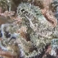 OG Kush reguläre Samen – eine der besten Sorten der Welt