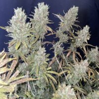 Special Original Haze: la magnífica Original Haze de Cannapot Seeds
