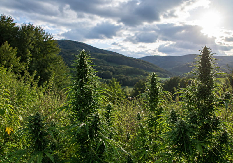 Outdoor Cannabis in Mitteleuropa bei wechselhaftem Klima mit Sonne, Wolken und feuchter Vegetation