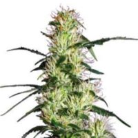 Purple Haze: una gran variedad de White Label Seeds; Jimi Hendrix toca el cielo