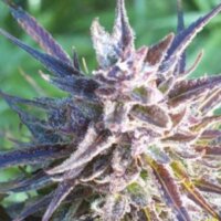 Purple Maroc – Femaleseeds – eine klassische, schnell wachsende Outdoor-Sorte – Canna Wiki