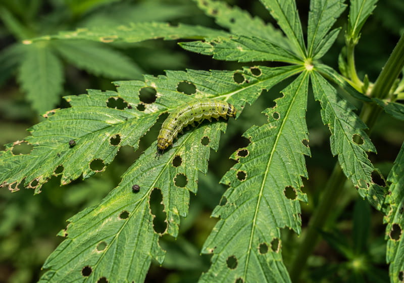 Raupe auf einem angefressenen Cannabisblatt – sichtbar sind typische Fraßlöcher und Raupenkot
