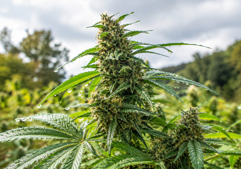 Robuste schimmelresistente Outdoor Cannabissorte mit luftiger Blütenstruktur nach feuchtem Wetter