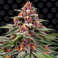 Runtz – Barneys Top-Sorte im neuen Stil für 2026 – Canna Wiki