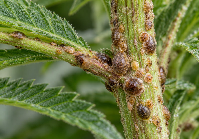 Illustration macro d'une colonie de cochenilles brunes et beiges sur une tige et une ramification de cannabis.