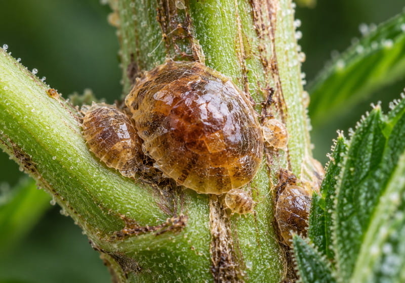 Illustration macro d'une cochenille à carapace molle brune et bombée sur une tige de cannabis verte, avec de plus petits individus.