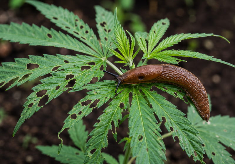 Nacktschnecke an einer angefressenen Cannabispflanze mit typischen Fraßschäden