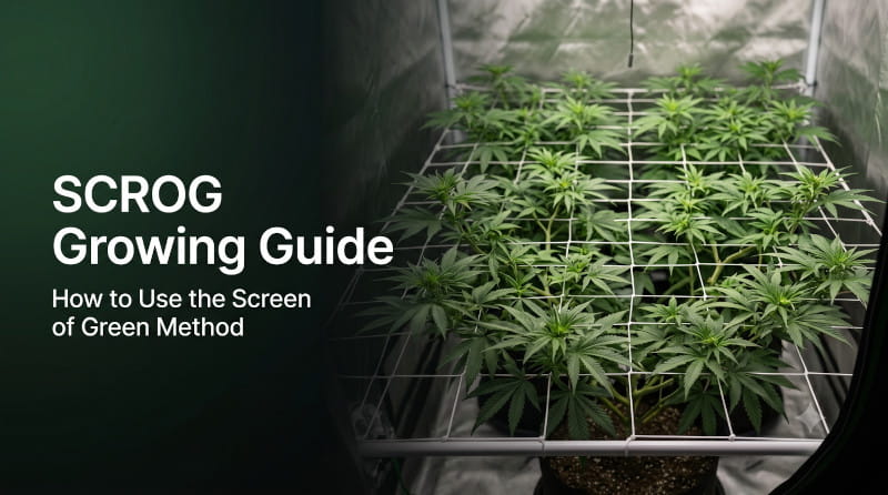 SCROG - Guide de culture - utilise cette méthode pour optimiser ta culture