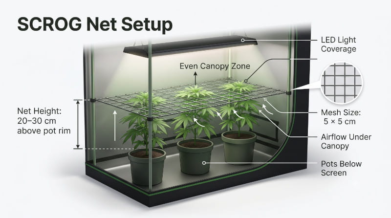 Setup de filet SCROG - la bonne installation pour ta culture de cannabis
