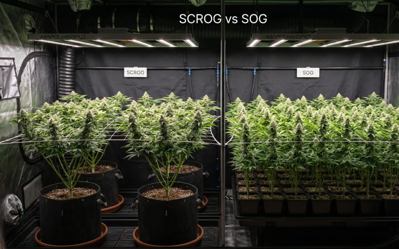 SCROG contre SOG - vérifie quelle option te convient le mieux